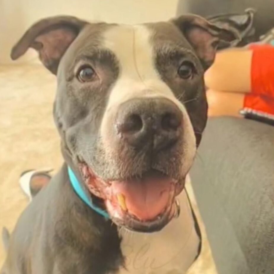 Portrait de ton chien personnalisé – Image 2